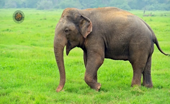 vantara jamnagar ticket price